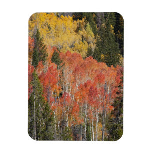 Provo-Fluss und Aspen-Bäume Magnet
