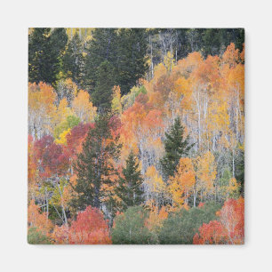 Provo-Fluss und Aspen-Bäume Magnet