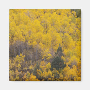 Provo-Fluss und Aspen-Bäume Magnet