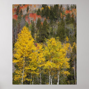 Provo-Fluss und Aspen-Bäume Poster