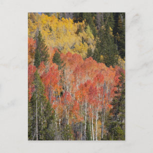 Provo-Fluss und Aspen-Bäume Postkarte
