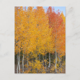 Provo-Fluss und Aspen-Bäume Postkarte