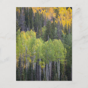 Provo-Fluss und Aspen-Bäume Postkarte