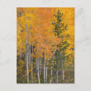 Provo-Fluss und Aspen-Bäume Postkarte