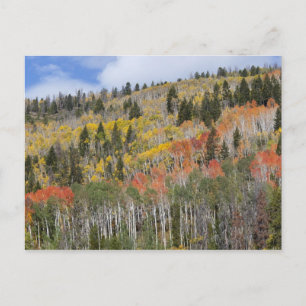 Provo-Fluss und Aspen-Bäume Postkarte