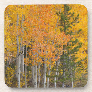 Provo-Fluss und Aspen-Bäume Untersetzer