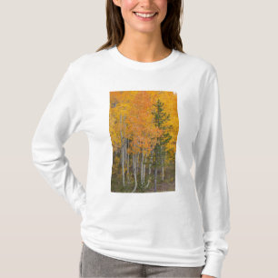 Provo-Fluss und Espen T-Shirt