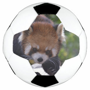 Prowling Red Panda Fußball