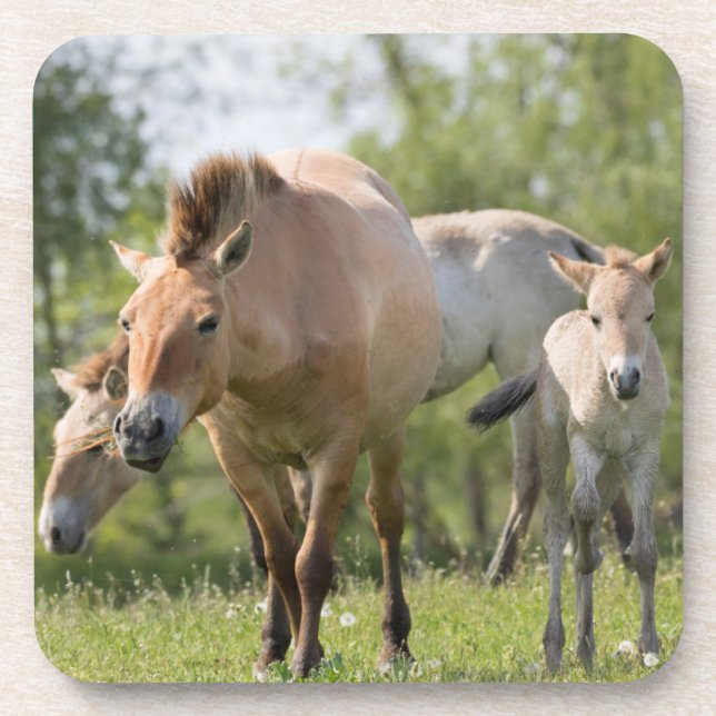 Prozewalskis Pferd- und Fohlenwandern Untersetzer (Vorderseite)