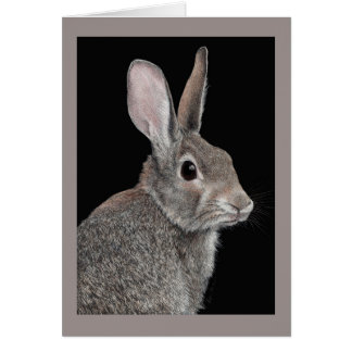 "Prudent" - Lapin de garenne