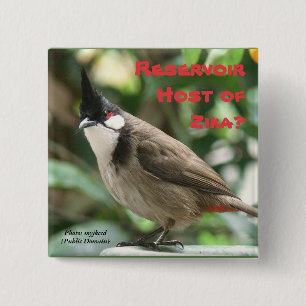 Prüfen Sie Rote-Whiskered Bulbuls durch RoseWrites Button