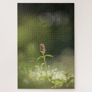 Prunella Blume Natur Foto