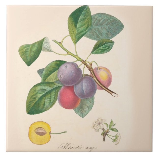 Prunes assez pourpres, carreau de céramique, (Devant)