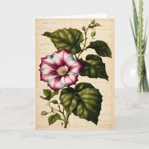 Prunkwinde Botanische Illustration Geburtstag Karte