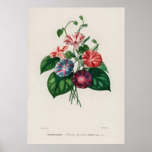 Prunkwinde (Pharbitis hispida) Poster
