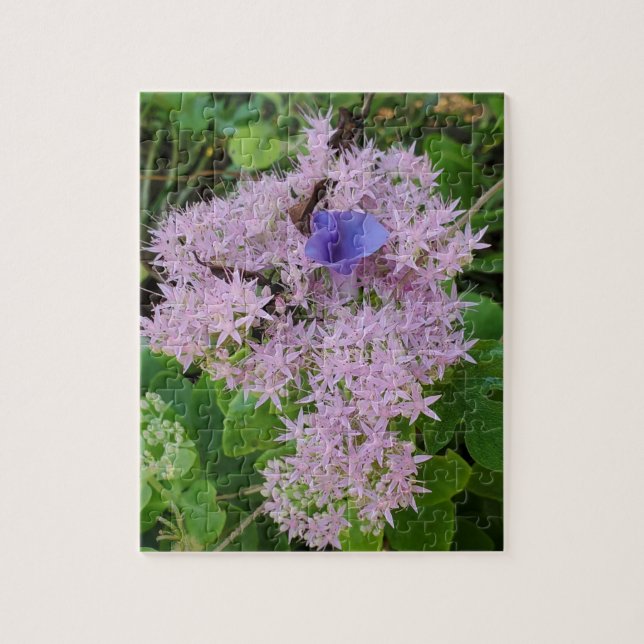 Prunkwinde zwischen rosa Blüten (Vertikal)