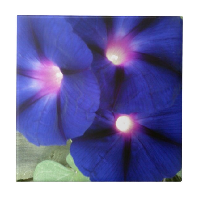 Prunkwinden-Blumenfliese Fliese (Vorderseite)