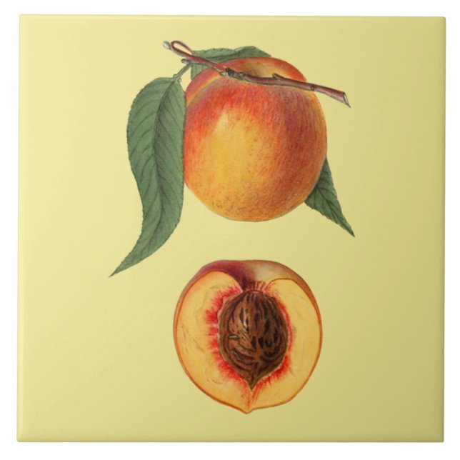 Prunus Persica Peach~Botanische ~Küche ~Farbe Fliese (Vorderseite)