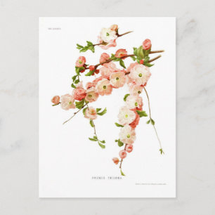 Prunus triloba (Blühende Mandel) Postkarte