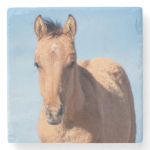 Pryor Mountain Wild Mustang Foal