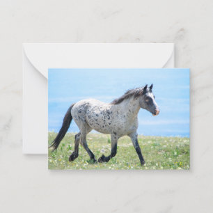 Pryor Mountain Wild Mustang Mica/Mato Ska Mitteilungskarte