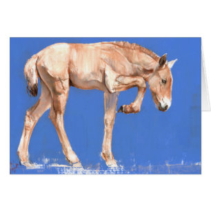 Przewalski Fohlen 2012