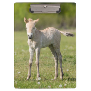 Przewalski-Fohlen, Ungarn Klemmbrett