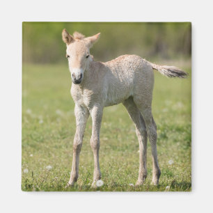 Przewalski-Fohlen, Ungarn Magnet