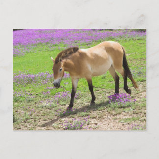 Przewalski Pferd Postkarte