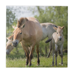Przewalski-Pferd und Fohlen beim Gehen Fliese