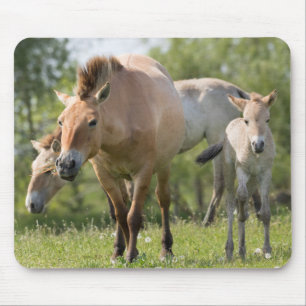 Przewalski-Pferd und Fohlen beim Gehen Mousepad
