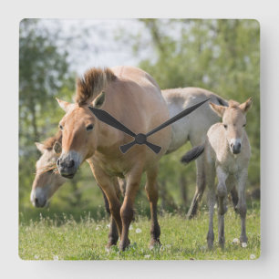 Przewalski's Horse and foal walking Quadratische Wanduhr