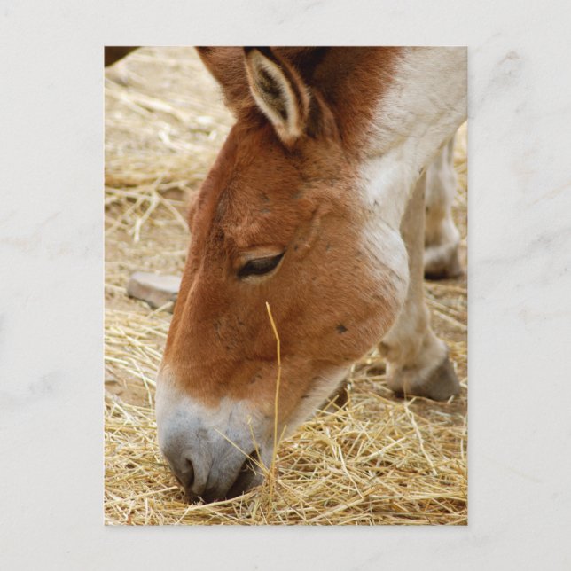 Przewalskis Pferd Postkarte (Vorderseite)