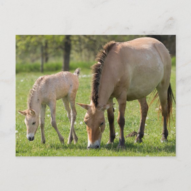 Przewalskis Weiden Postkarte (Vorderseite)