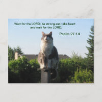 Psalm 27:14 und Crosseyed Cat