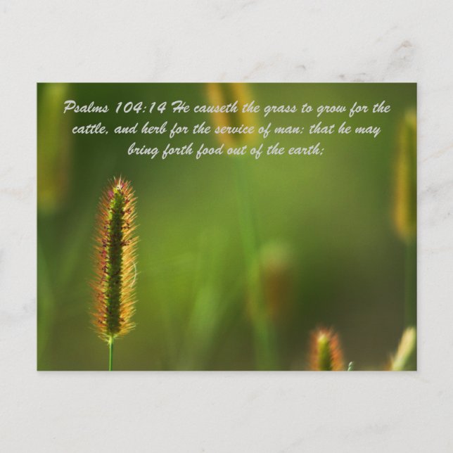 Psalmen 104:14 Er lässt das Gras wachsen für die Postkarte (Vorderseite)