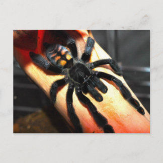 Psalmopoeus irminia postkarte