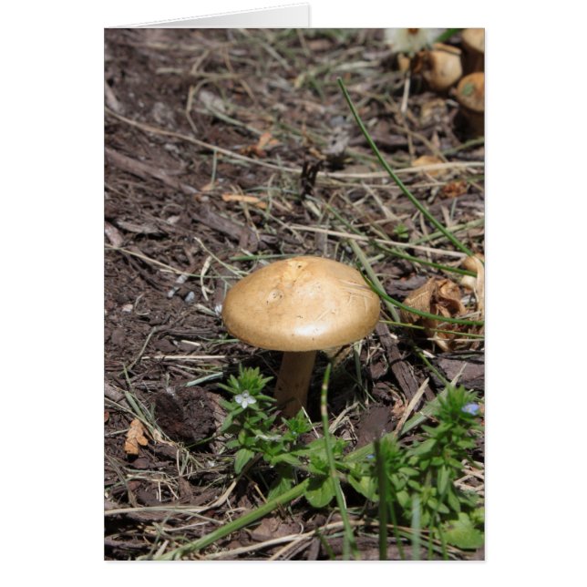Psaume 51:10 Carte Champignons (Devant)