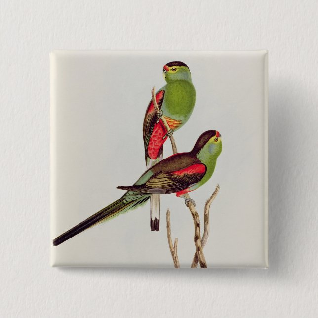 Psephotus Pulcherrimus Button (Vorderseite)