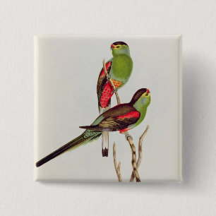 Psephotus Pulcherrimus Button