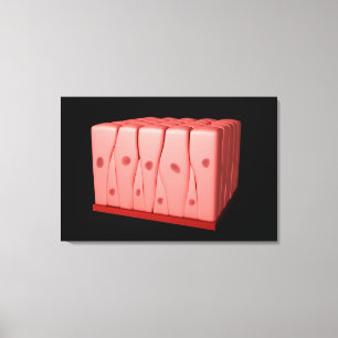 Pseudostratifiziertes Columnar Epithelium Leinwanddruck