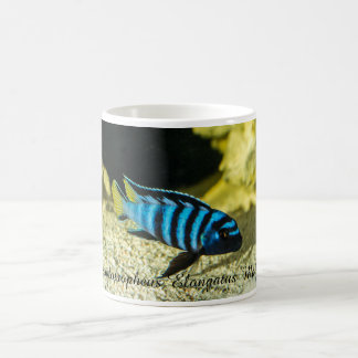 Pseudotropheus elongatus Cichlid Kaffeetasse