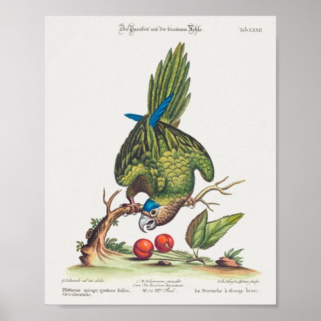 Psittacus minor gutture fusco, occidentalis  1749 poster (Vorne)