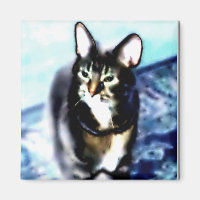 Psychadelic Kitty