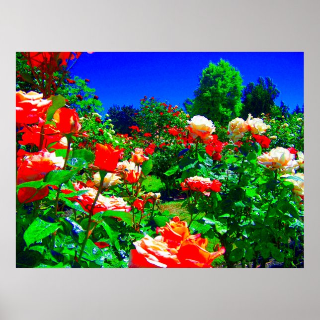 Psychedelische Rose Garden Poster (Vorne)