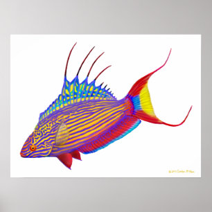 Psychedelischer Bell Blitzgeberwrasse-Fisch-Plakat Poster