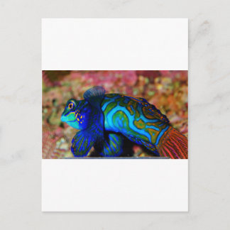 Psychodelische Fische Postkarte