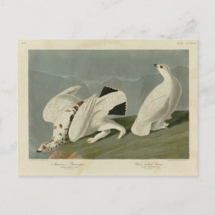 Ptarmigan - Vögel von Audubon Postkarte
