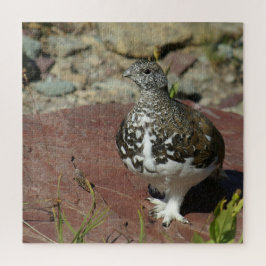 Ptarmigan, weißschwänzend, 676 Stück