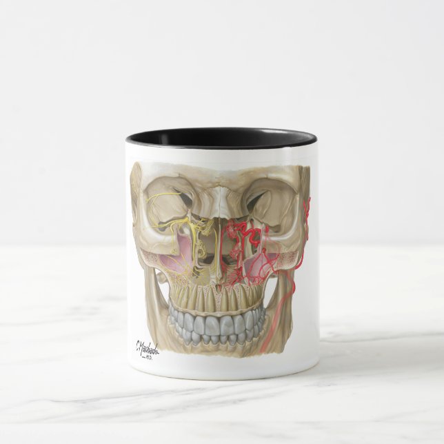 Pterygopalatine Fossa-Tassen-Schuss Tasse (Zentrum)